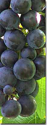 Reben Rhone